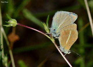 ? Agro Tr (Tanmsz) (Agrodiaetus sp.)