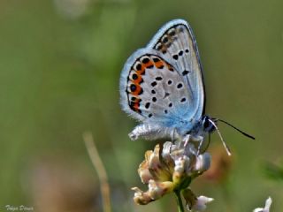 Gm Lekeli Esmergz (Plebejus argus)