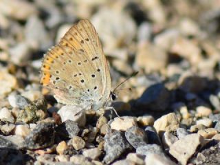 Kk Ate Gzeli (Lycaena thersamon)