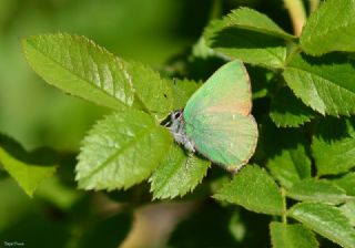 Zmrt (Callophrys rubi)