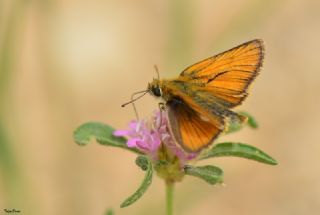 Sar Antenli Zpzp (Thymelicus sylvestris)