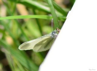Doulu Narin Orman Beyaz (Leptidea duponcheli)