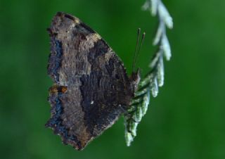 Karaaa Nimfalisi (Inachis polychloros)