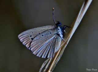 Tr almalar ([unknown genus] n/a)