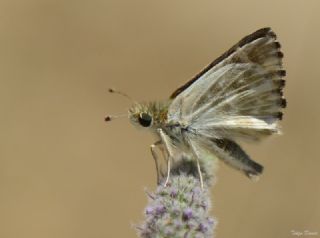 Hatmi Zpzp (Carcharodus alceae)