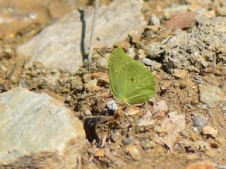 Anadolu Orakkanad (Gonepteryx farinosa)