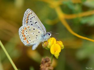 okgzl Mavi (Polyommatus icarus)