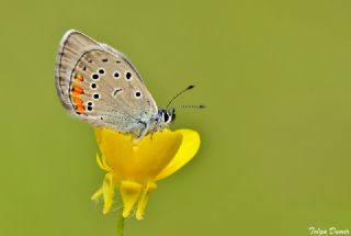 okgzl Gzel Mavi (Polyommatus bellis)