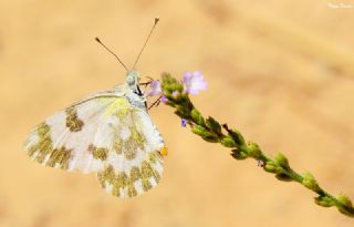 Yeni Beneklimelek (Pontia edusa)