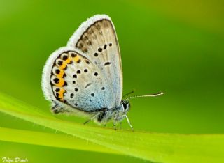 Gm Lekeli Esmergz (Plebejus argus)