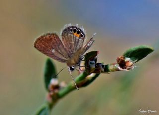 Mcevher Kelebei (Chilades trochylus)