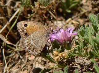 Hametli Pirireis (Satyrus ferulus)