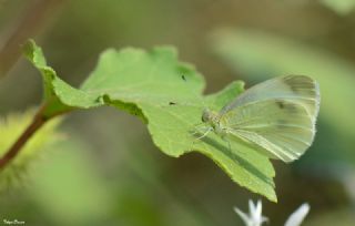 Yalanc Beyazmelek (Pieris pseudorapae)