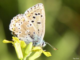 okgzl Balkan Mavisi (Aricia anteros )