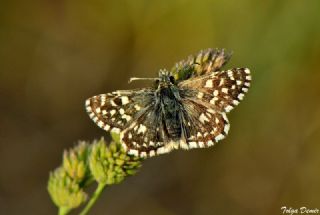 Ege Zpzp (Pyrgus melotis)