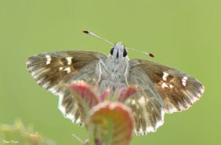 ark Zpzp (Carcharodus orientalis)