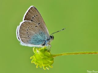 okgzl Rus Mavisi (Polyommatus coelestina)