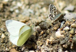 Kk Beyazmelek (Pieris rapae)