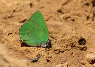 Zmrt (Callophrys rubi)