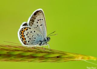 Gm Lekeli Esmergz (Plebejus argus)