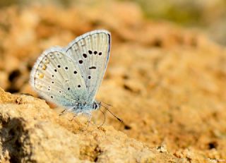 okgzl Kk Turan Mavisi (Polyommatus cornelius)