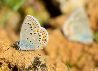 Anadolu Esmergz (Plebejus modicus)