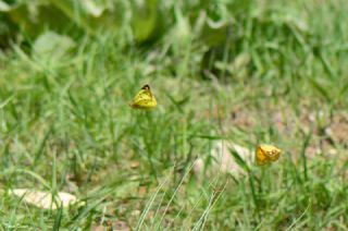 Gzel Azamet (Colias alfacariensis)