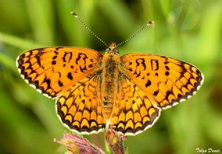 Cezayirli parhan (Melitaea ornata)