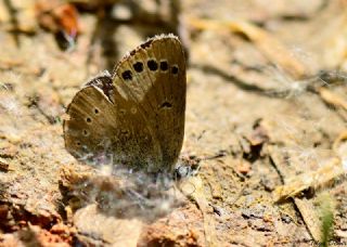 Tr almalar ([unknown genus] n/a)