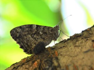 Mersin Kzlmelei (Hipparchia mersina)