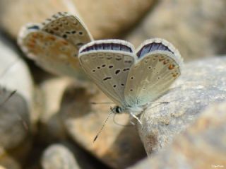 okgzl Kk Turan Mavisi (Polyommatus cornelius)