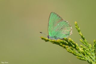 Zmrt (Callophrys rubi)