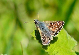 Kzl Zpzp (Spialia orbifer)