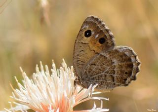 Beyaz Damarl Pirireis (Satyrus amasinus)