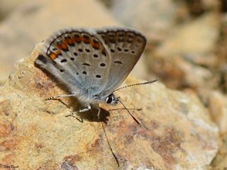 Gm Lekeli Esmergz (Plebejus argus)