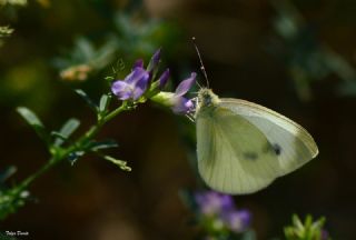 Yalanc Beyazmelek (Pieris pseudorapae)