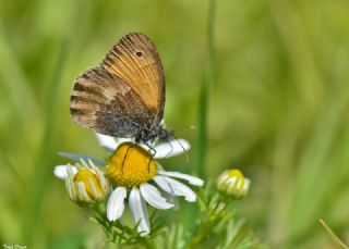 Kk Zpzp Perisi (Coenonympha pamphilus)