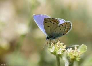 Anadolu Esmergz (Plebejus modicus)