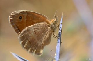 Kk Zpzp Perisi (Coenonympha pamphilus)