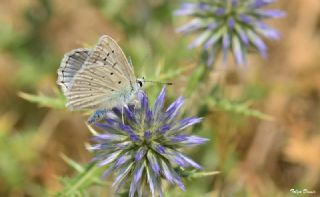 okgzl Dafnis (Polyommatus daphnis)
