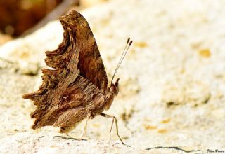 Anadolu Yrtkprt (Polygonia egea)