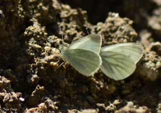 Da Beyazmelei (Pieris ergane)