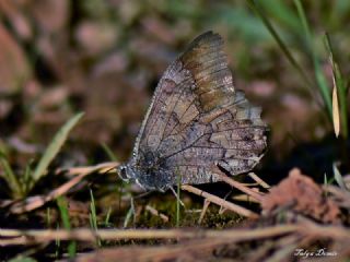 T�r �al��malar�&nbsp;([unknown genus]&nbsp;n/a)