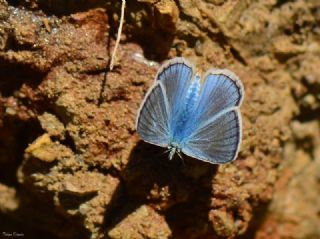 Tr almalar ([unknown genus] n/a)