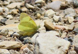 Dou Elfinstonyas (Euchloe penia)