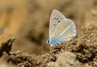 Tr almalar ([unknown genus] n/a)