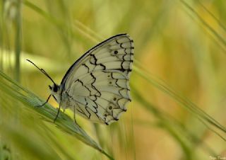 Akdeniz Melikesi (Melanargia titea)