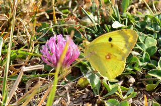 Gzel Azamet (Colias sareptensis)