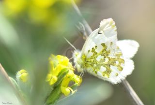 Turuncu Ssl (Anthocharis cardamines)