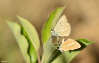 ? Agro Tr (Tanmsz) (Agrodiaetus sp.)